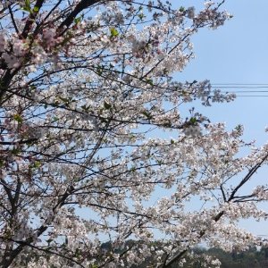 夕颜清酌