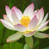 荷月59