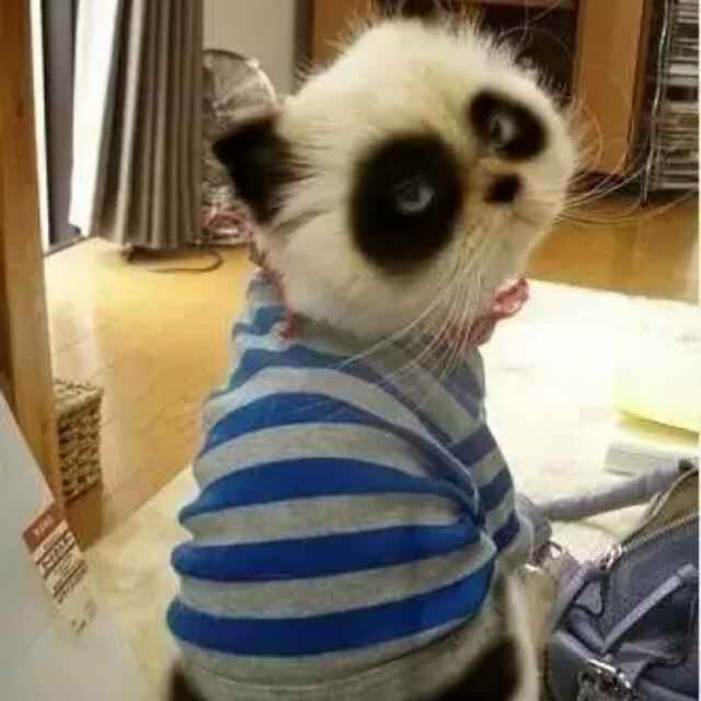 幸福猪47