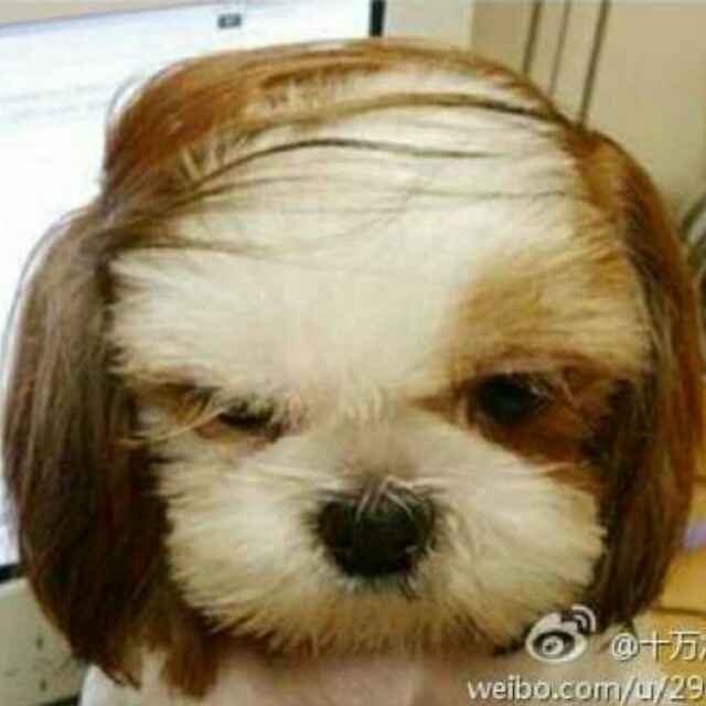 Gracie 莎莎