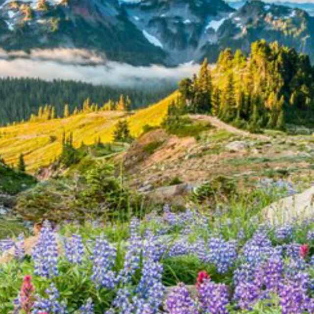 林老师美女鲜花