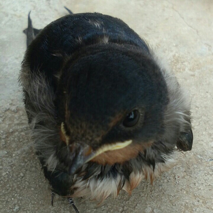 糖醋丸子l
