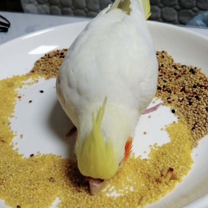 樊yan