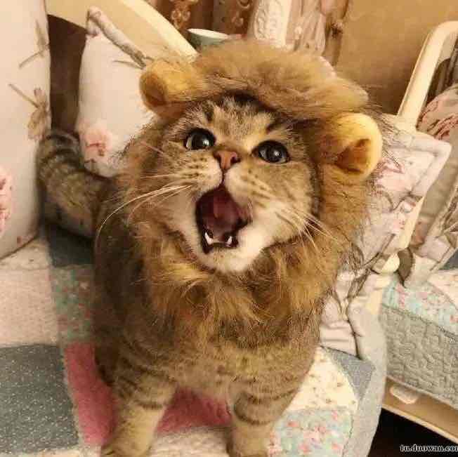 猫球球