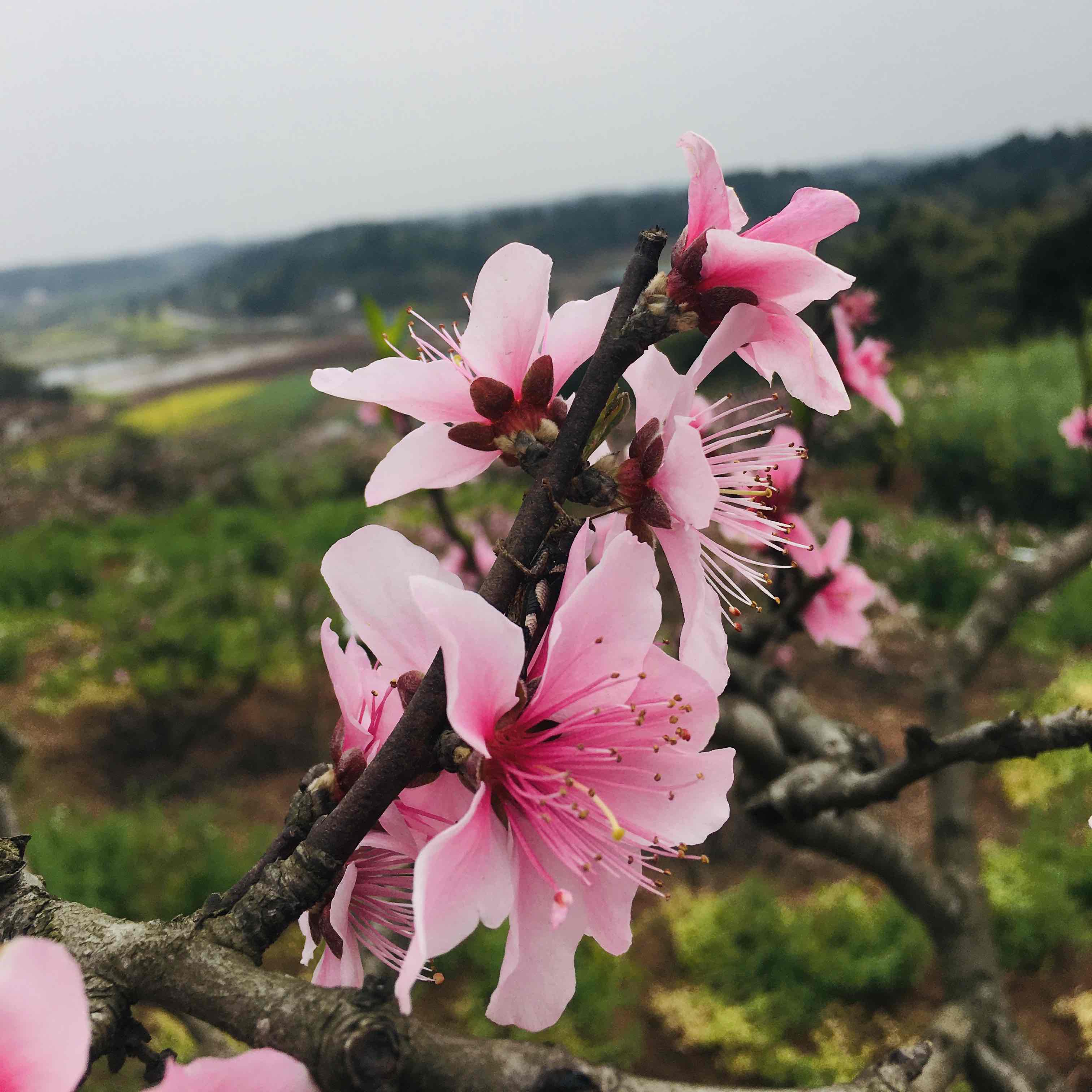 飞凡29