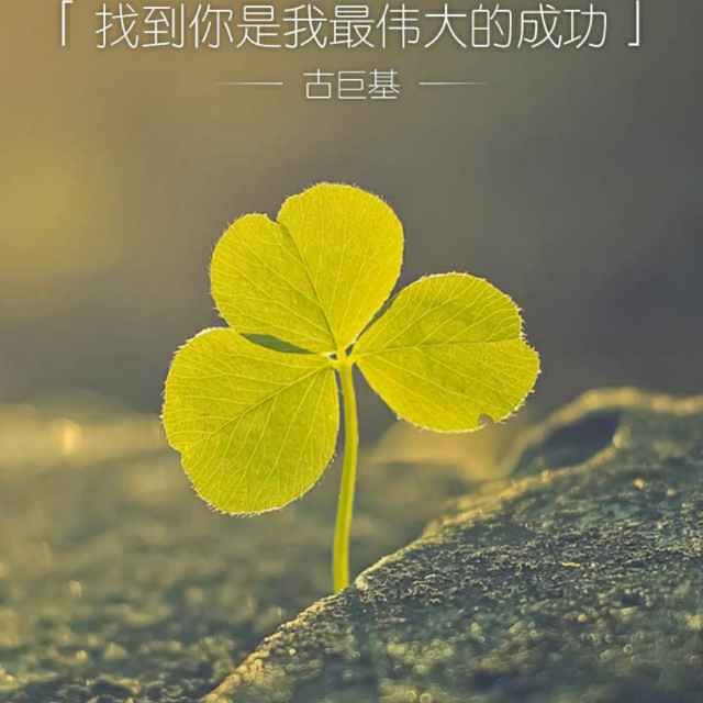 丽1555