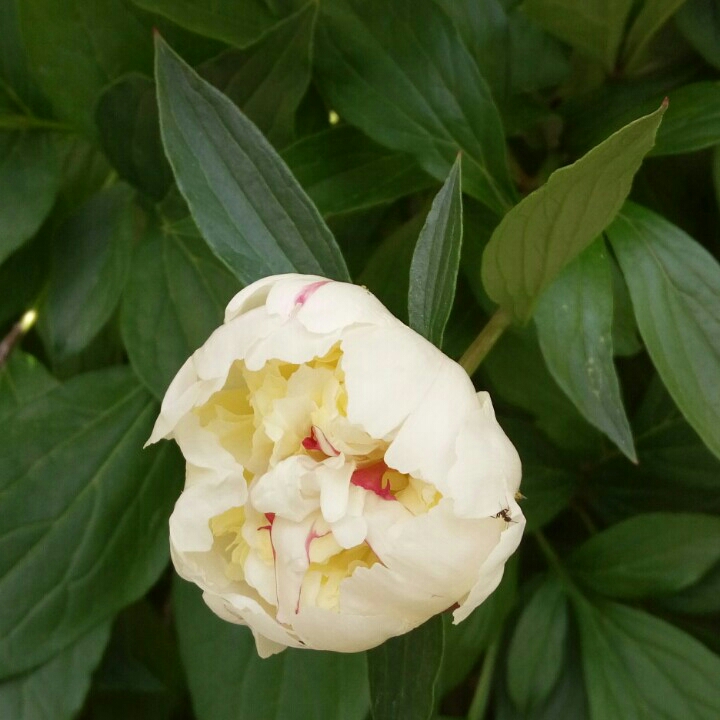 LyCc.颜