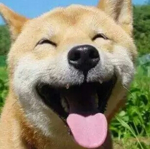 金钱造就狸