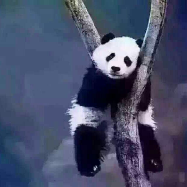蓝色葡萄痞