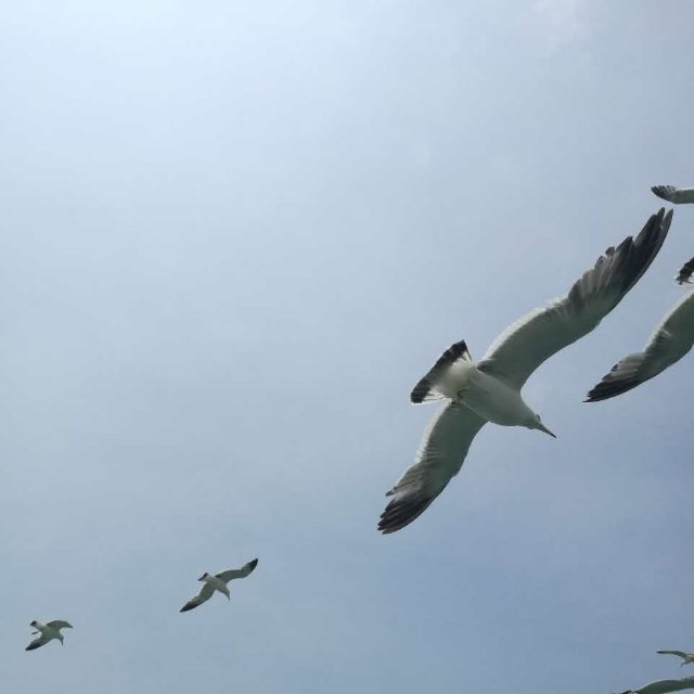 海鸥与海