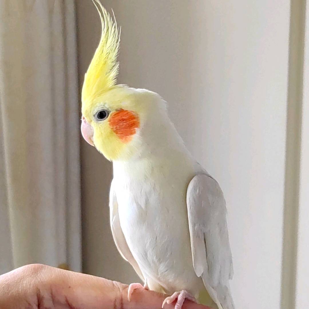 夏尔讲故事