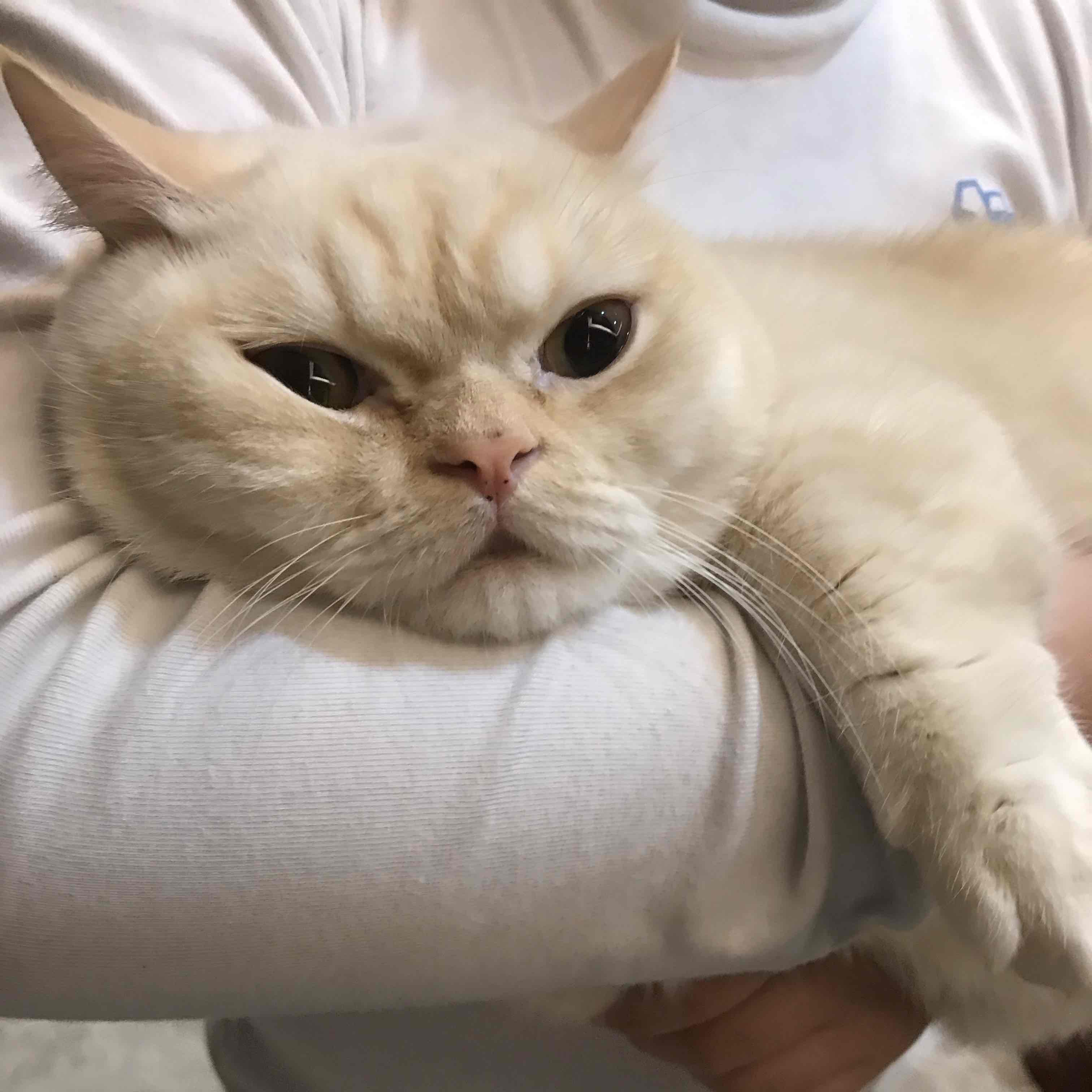 洪蛋殼