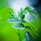 薄荷🌿