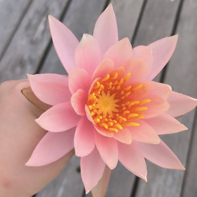 读诵道家经典