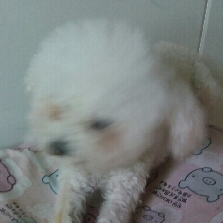 老眯