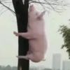 华的来