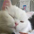 自在逍遥5