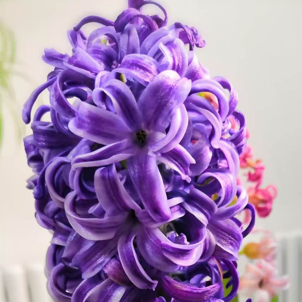 椒兰悠悠