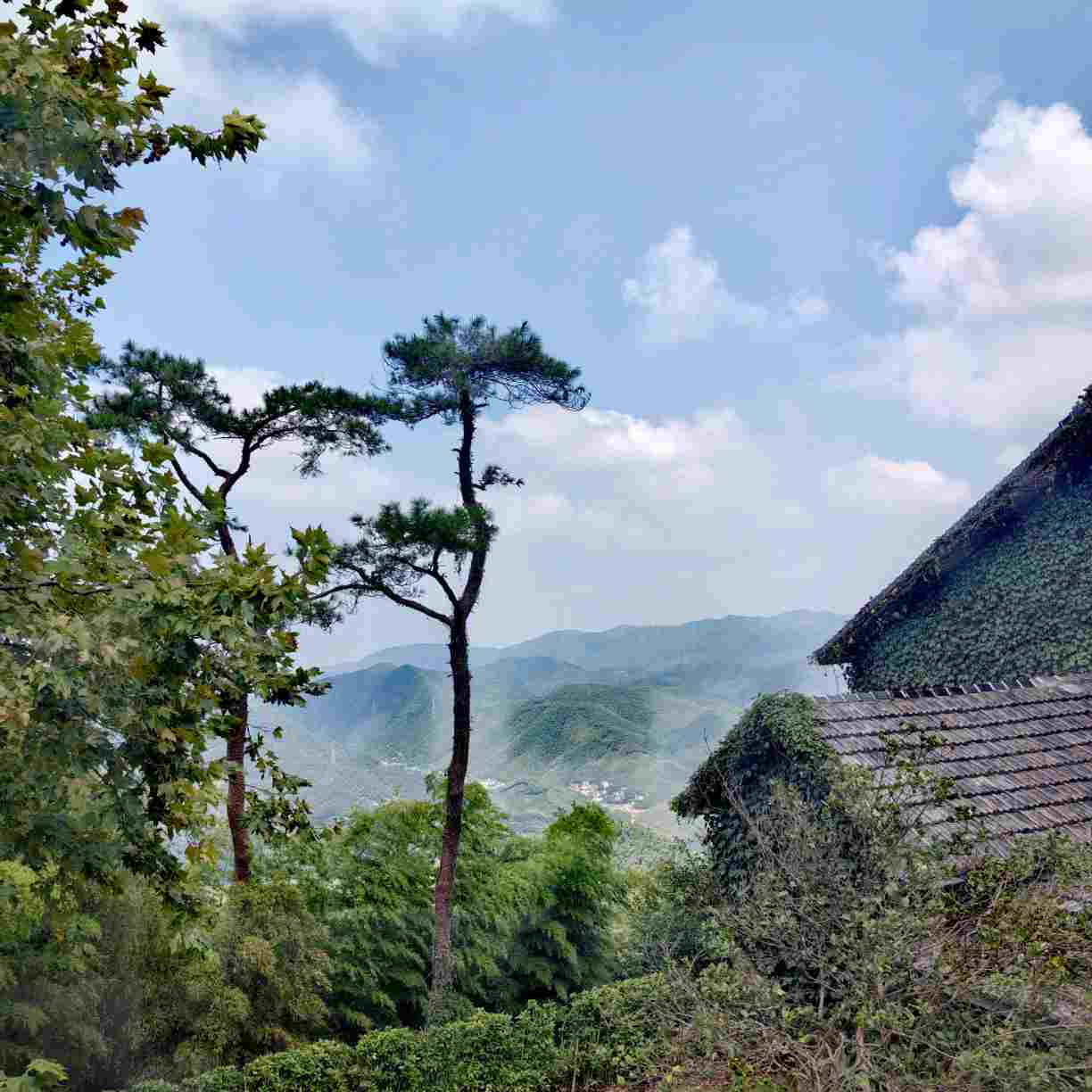 雨知林