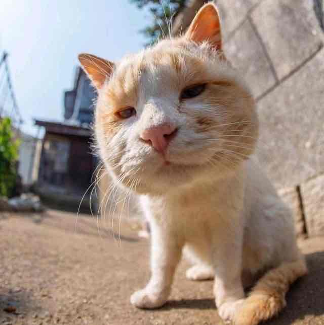 懒人656607002