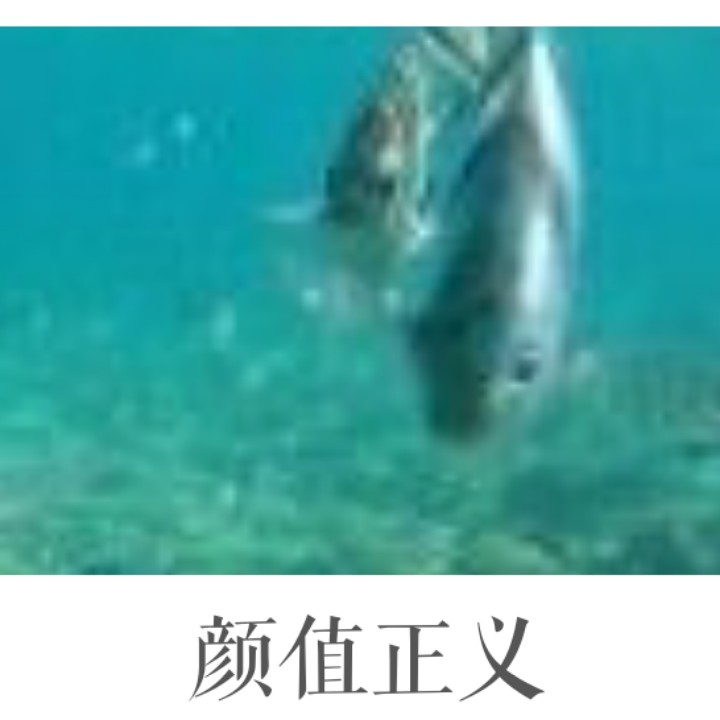 霞飞飞霞飞飞