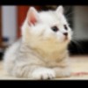 会笑的猫