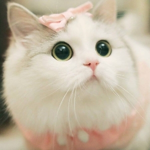 雾馨_