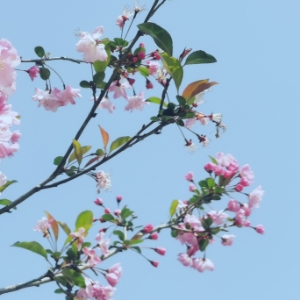 一点微酸已著枝