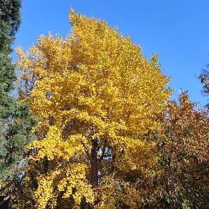 阳阳爱吃mango
