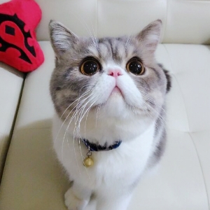 sherrychang