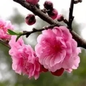 梅~宝