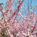 李改芳