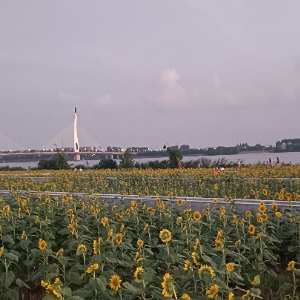 云乡汇