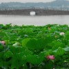 枫林小镇