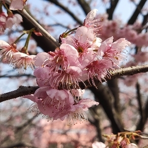 竹页天晴