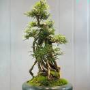 懒人779800204