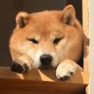 懒人781787035