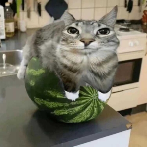 抽象鴿
