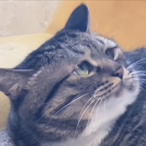 胖猫花花