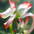 清晨雨雾