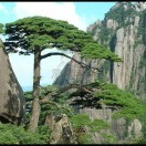 顺风顺水老叶