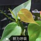 懒人877202126