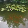 会飞的鱼
