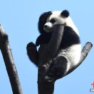 懒人890962096