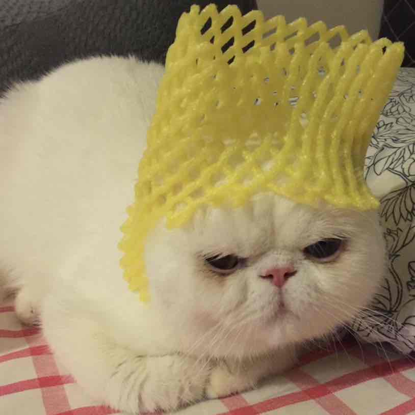 不摸猫