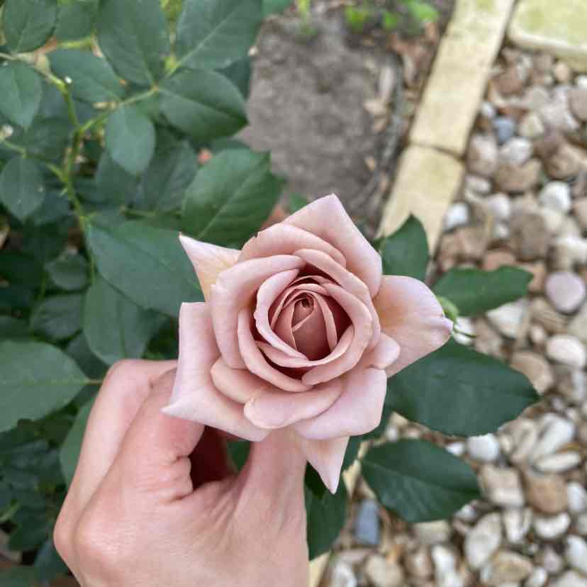 沙漠里的小蜻蜓
