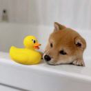 懒人933725523