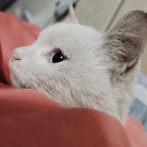 宅猫