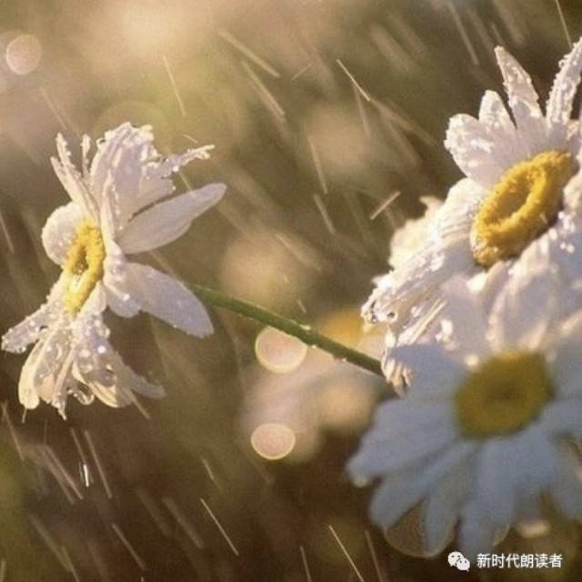 秦婉霞