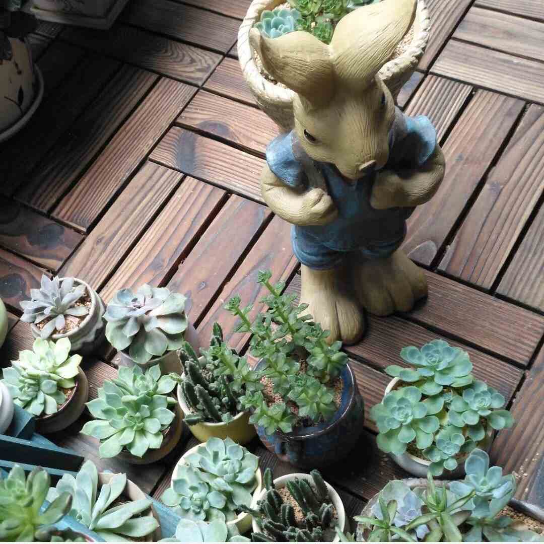 柔甲青